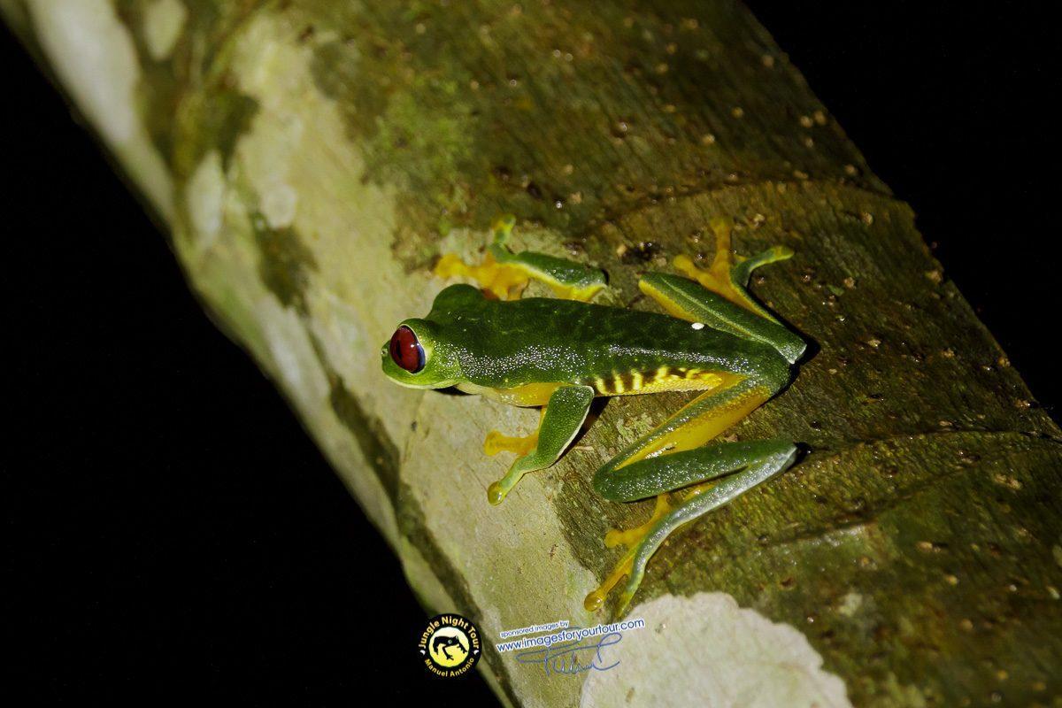 Tour nocturno por la selva | Manuel Antonio