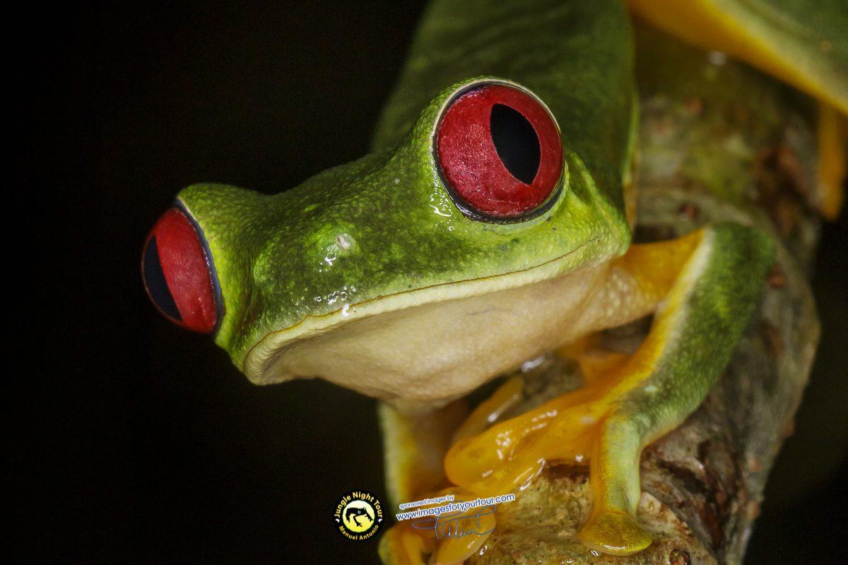 Tour nocturno por la selva | Manuel Antonio
