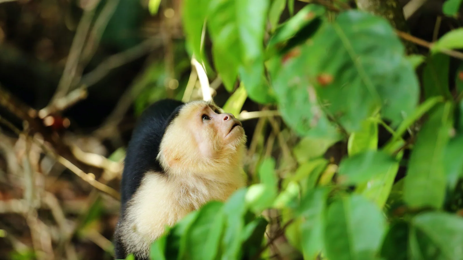 Excursió al Parc Nacional Manuel Antonio