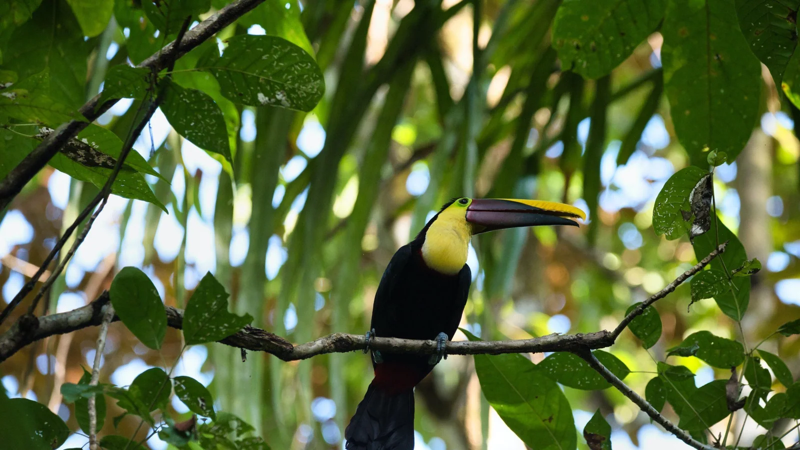 A chestnut-mandibled toucan perched on a branch surrounded by green leaves in Manuel Antonio