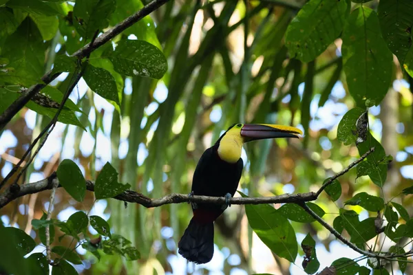A chestnut-mandibled toucan perched on a branch surrounded by green leaves in Manuel Antonio