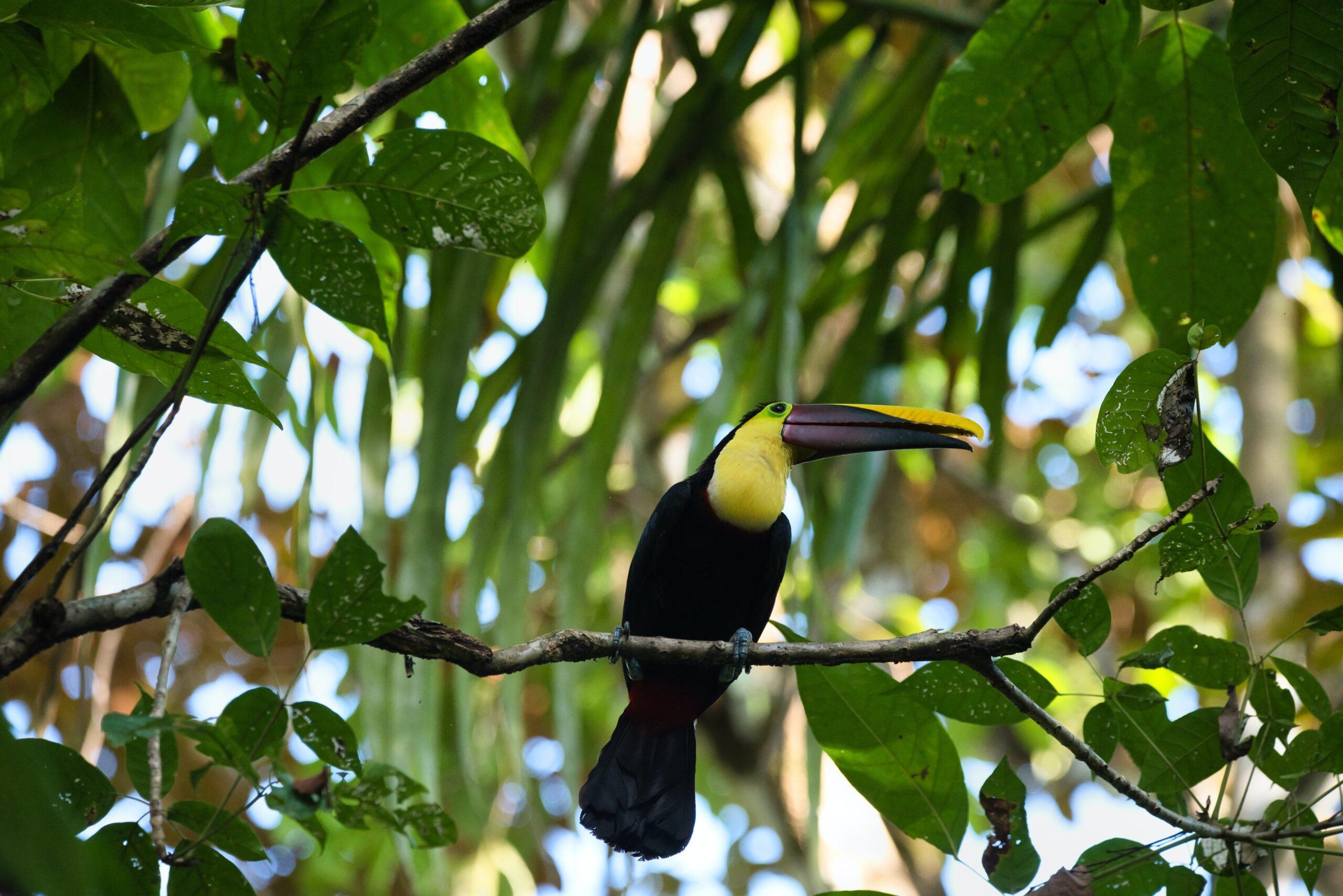 Excursió al Parc Nacional Manuel Antonio
