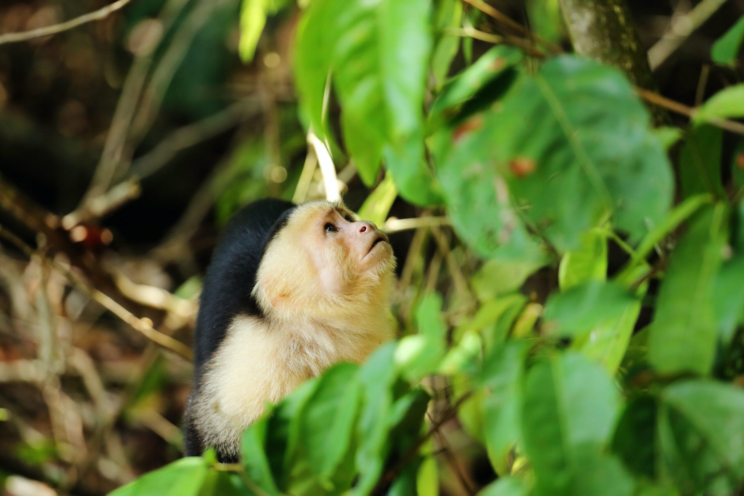 Excursió al Parc Nacional Manuel Antonio