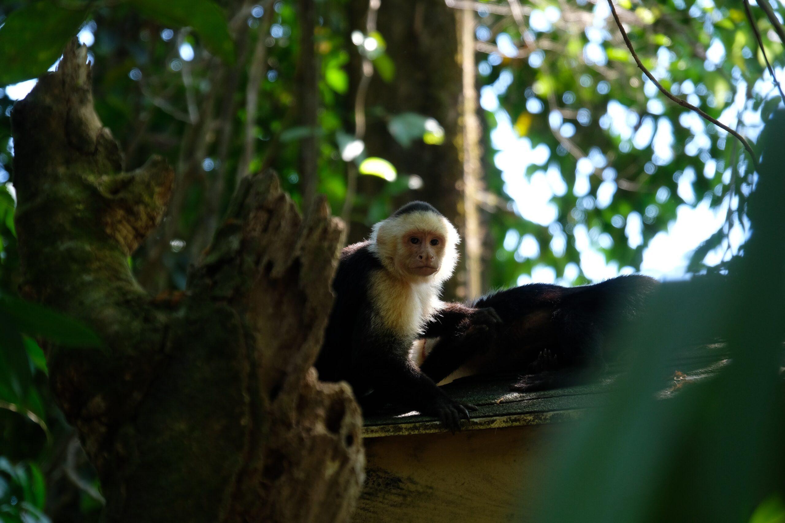 Excursió al Parc Nacional Manuel Antonio