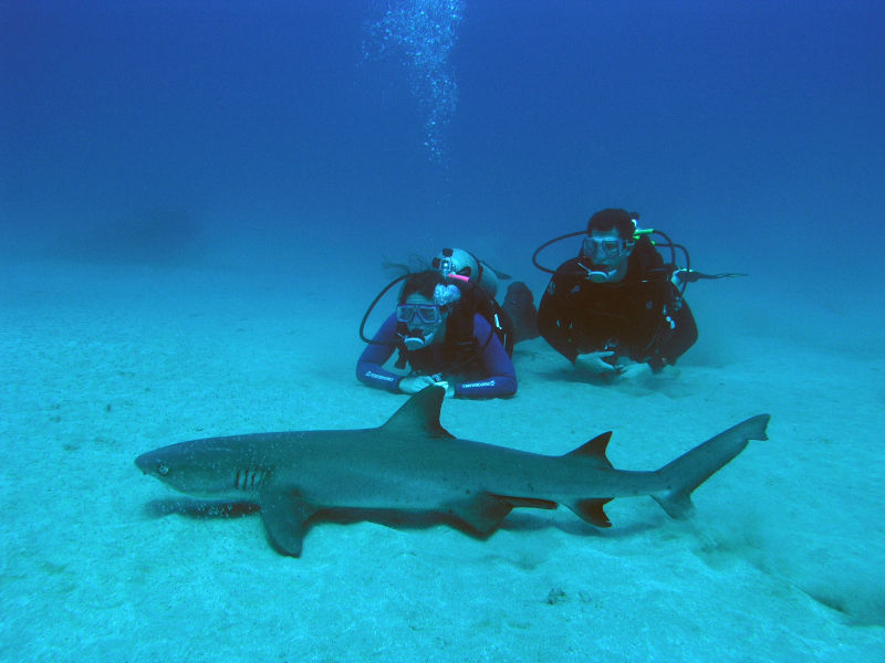 Buceo en la isla del Caño: excursión de 2 tanques