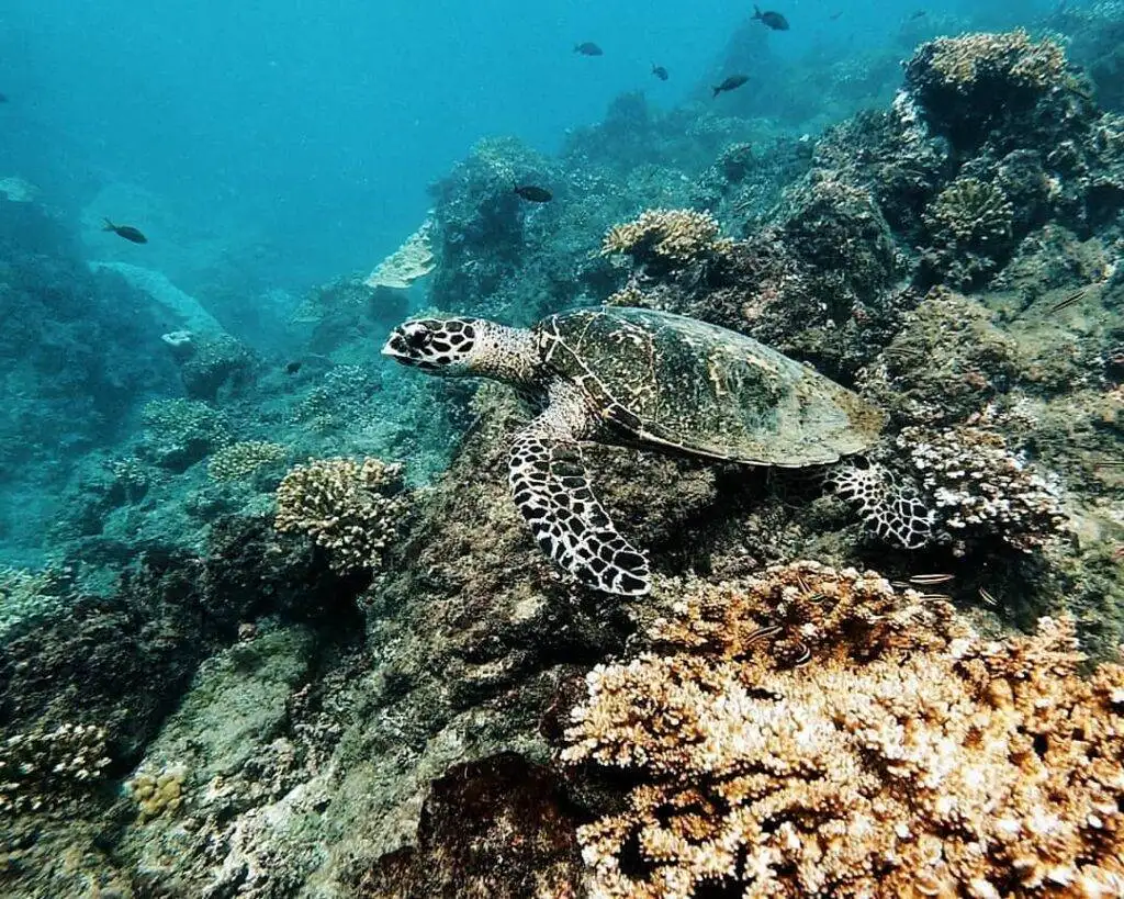 Buceo en la isla del Caño: excursión de 2 tanques