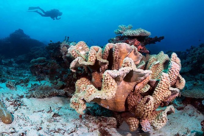 Buceo en la isla del Caño: excursión de 2 tanques