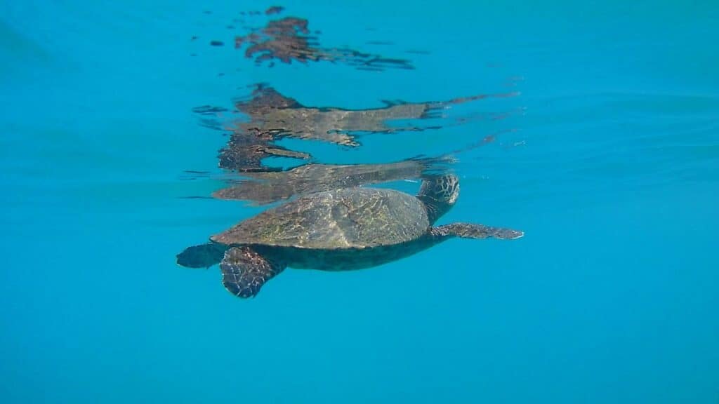 Snorkel a l'illa del Caño