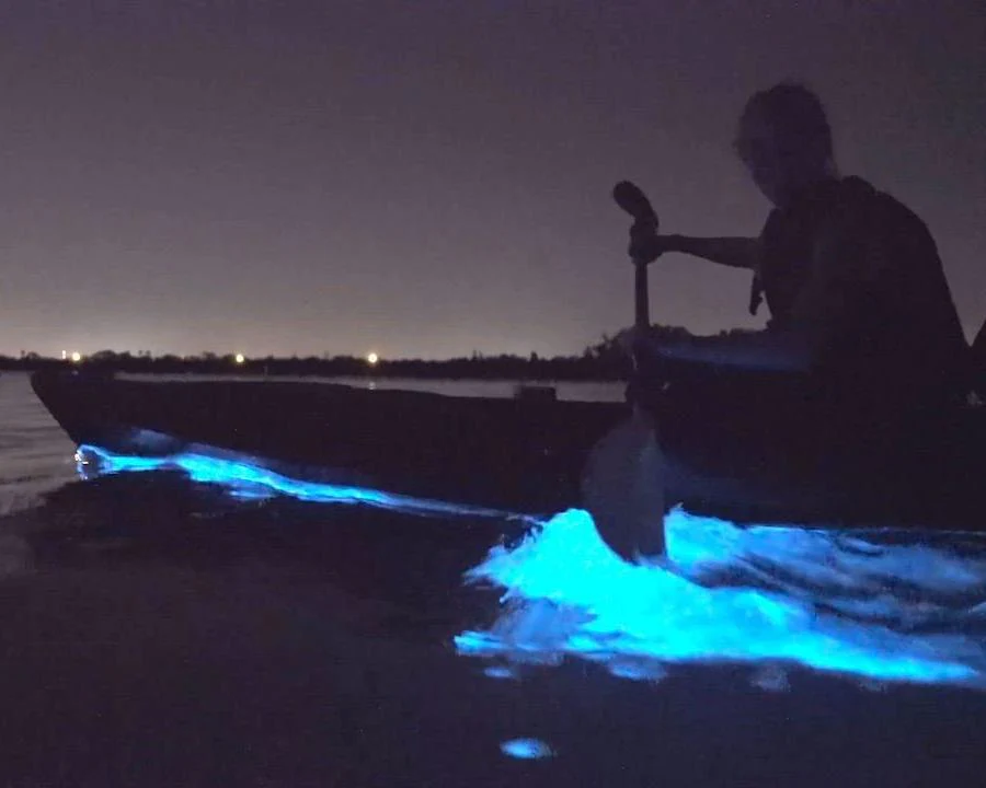 Caiac amb bioluminescència