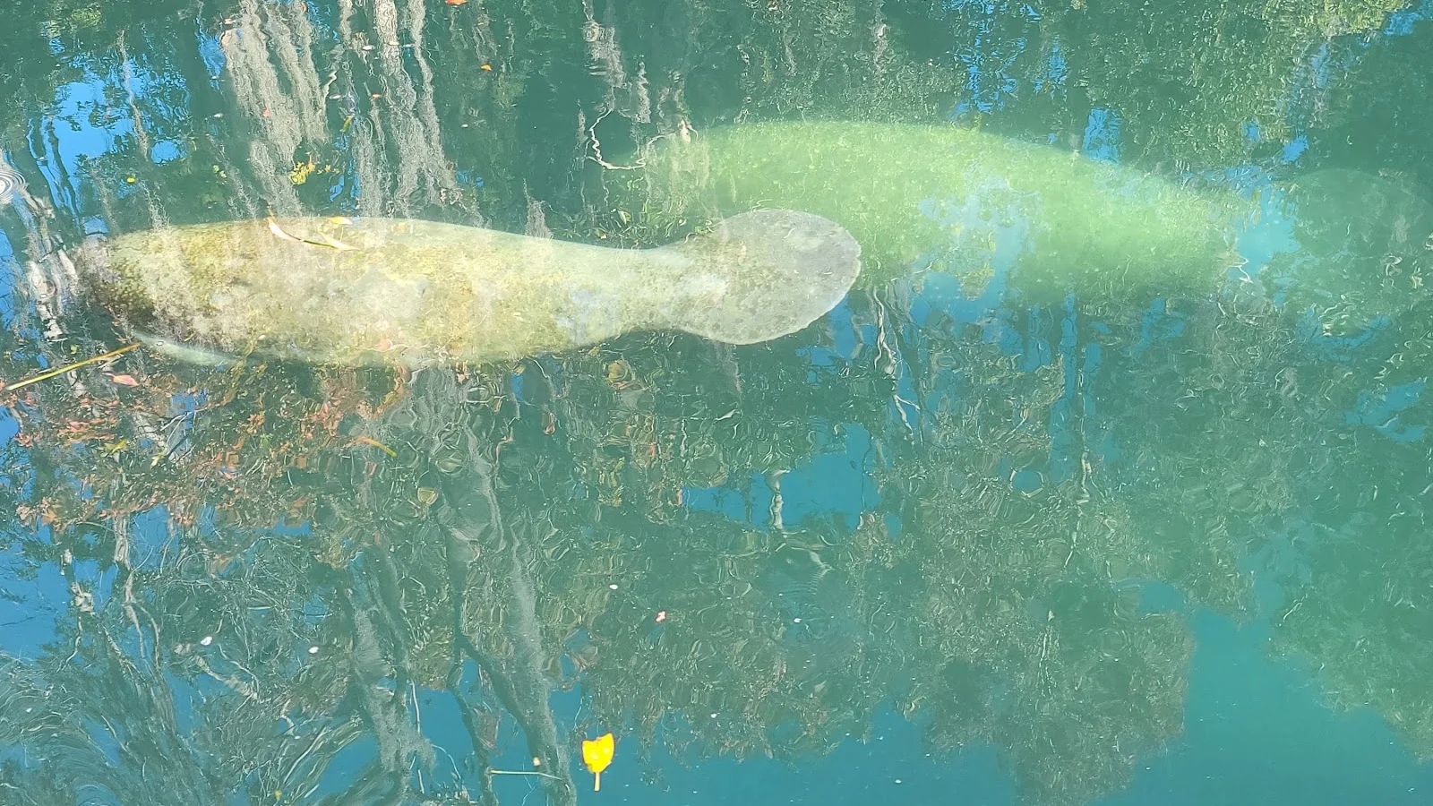 Crystal River