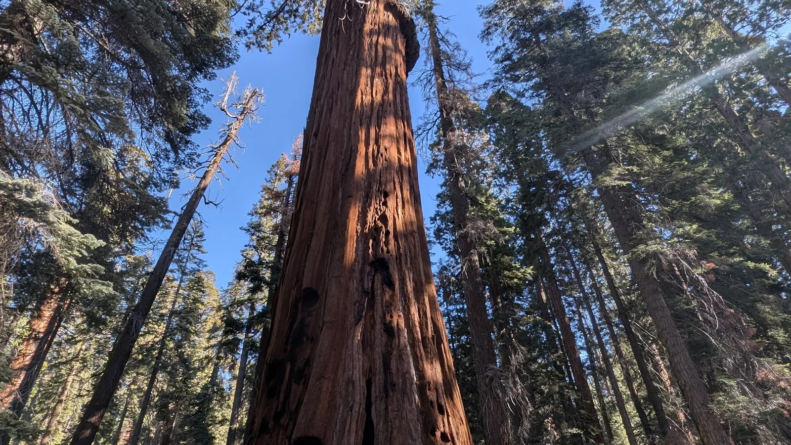 Sequoia and Kings Canyon National Park