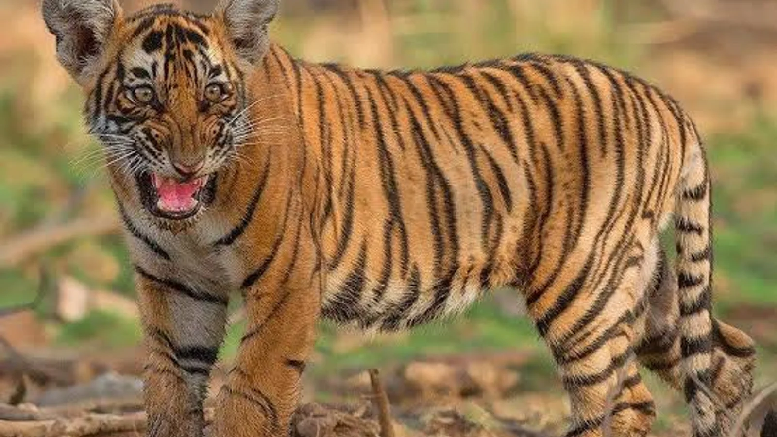 Ranthambore National Park