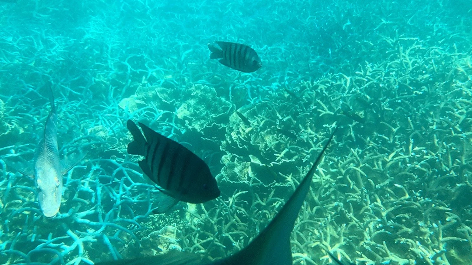 Coral Bay