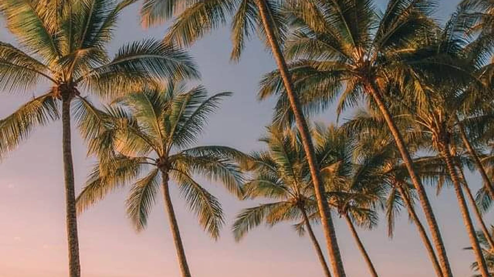 Palm Cove