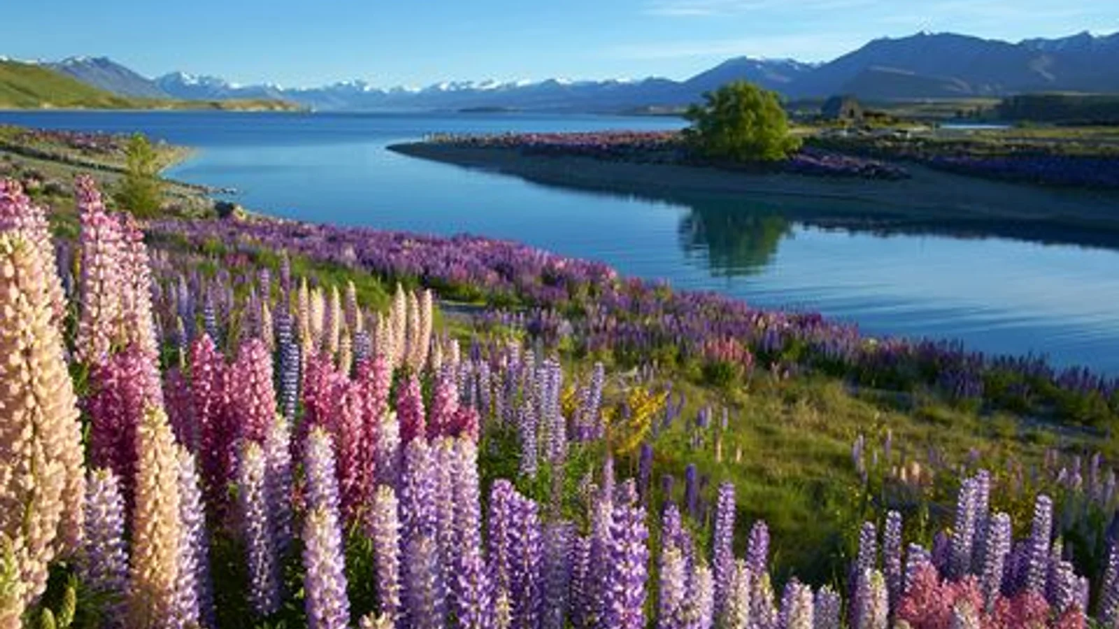 Lake Tekapo
