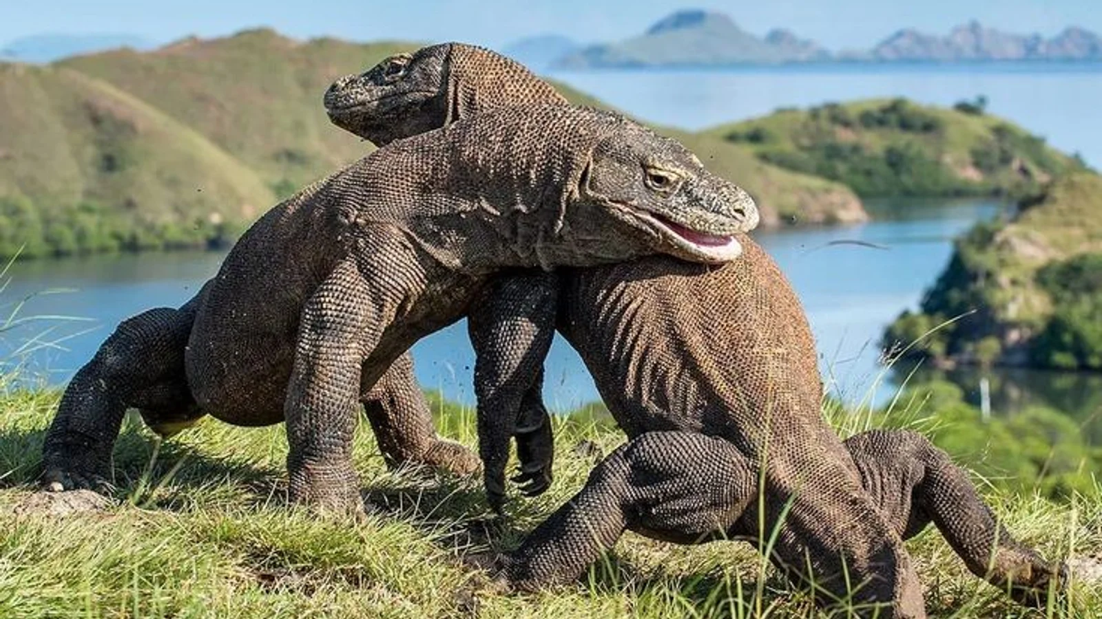 Komodo