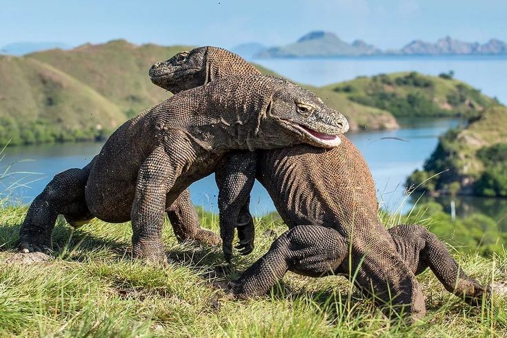 Komodo