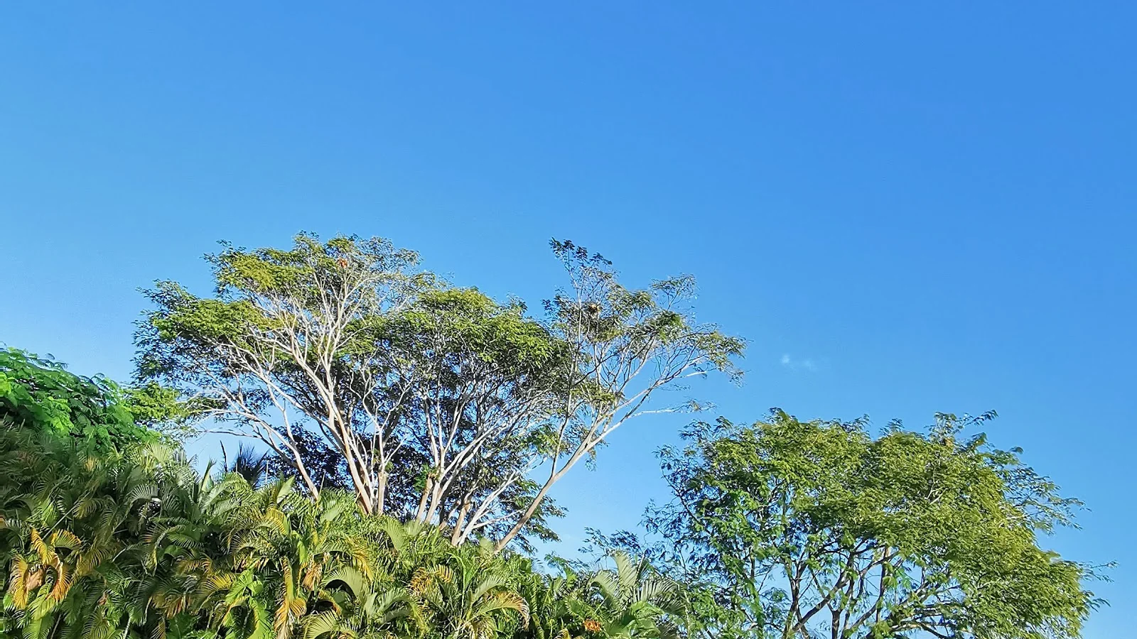 Playa Flamingo