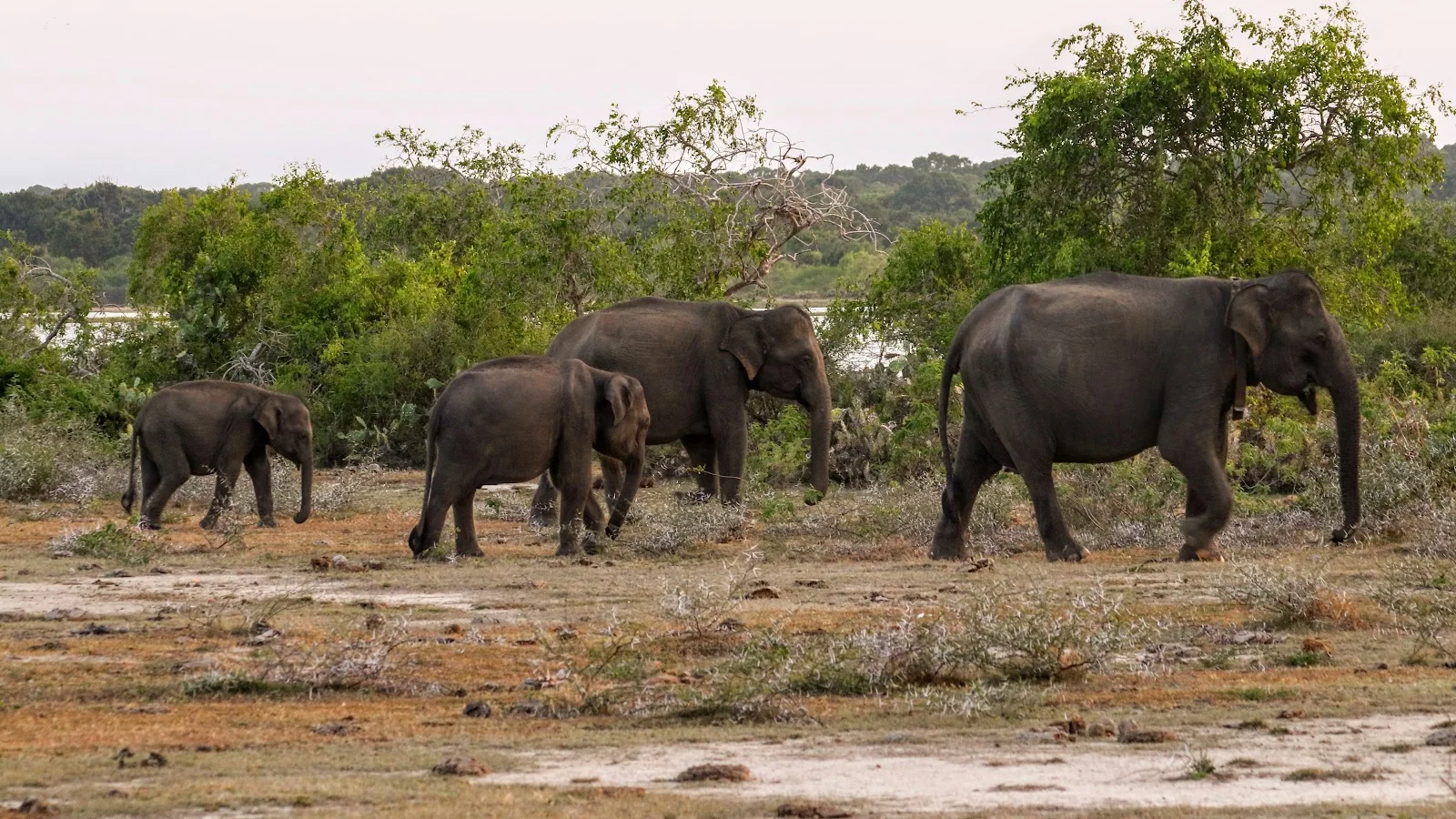 Yala National Park