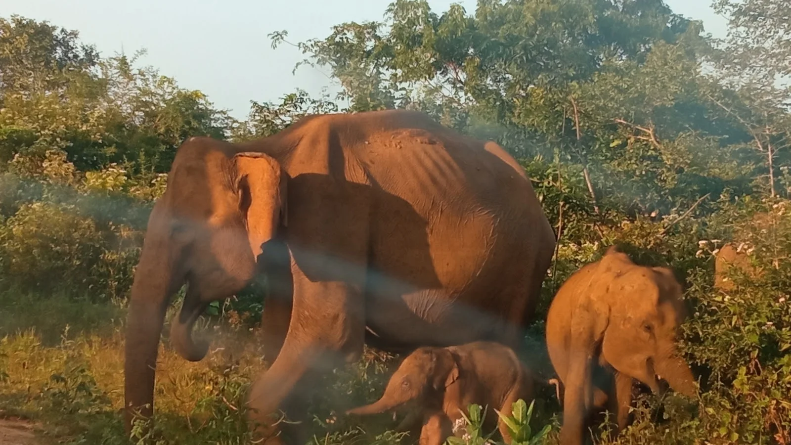 Udawalawa