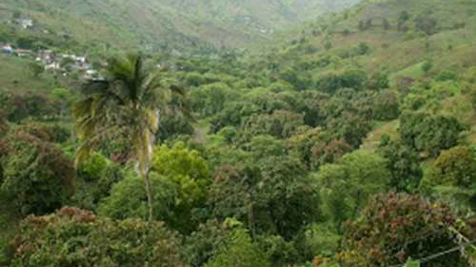 Pedra Badejo