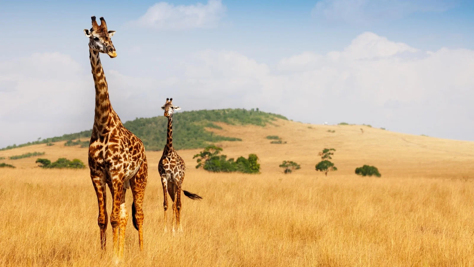 Maasai Mara National Reserve
