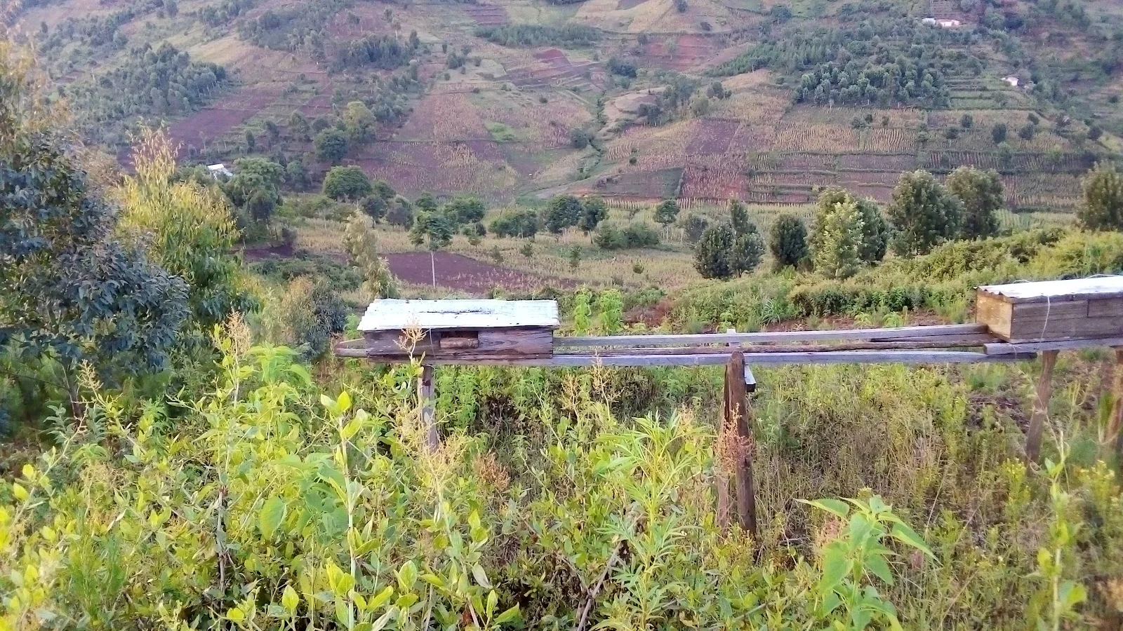 Lushoto