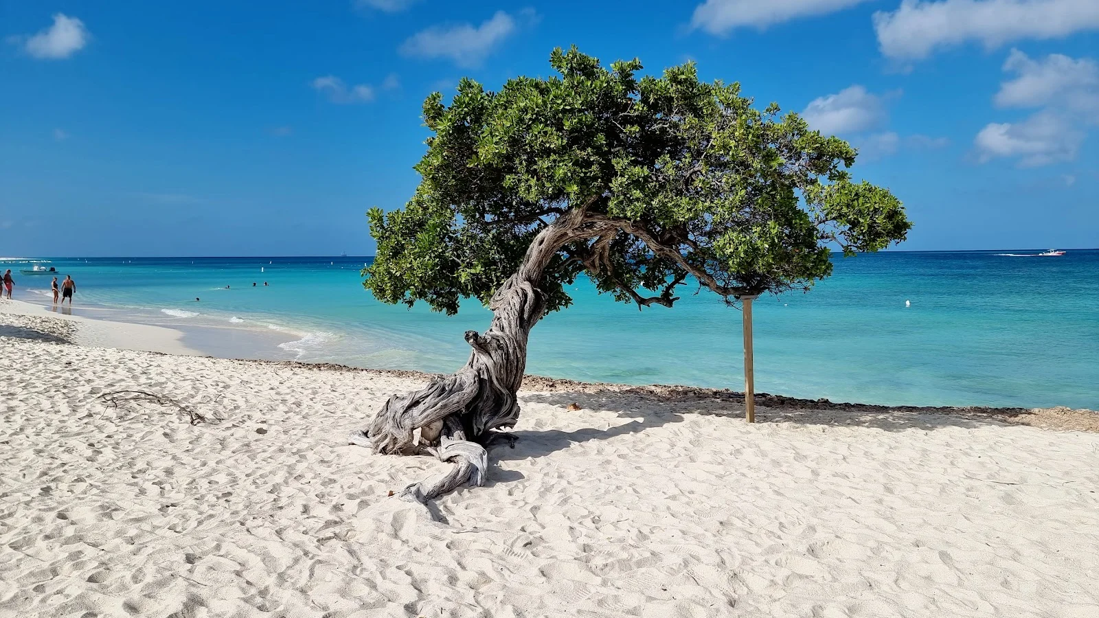 Palm - Eagle Beach