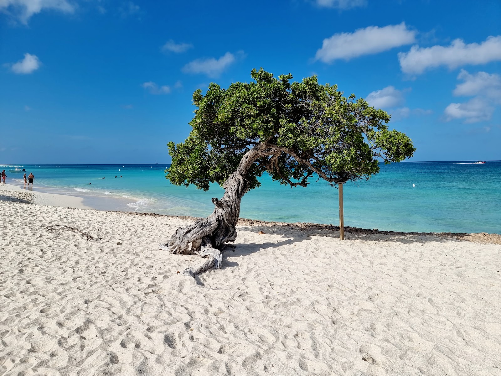 Palm - Eagle Beach