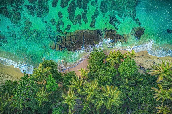Aerial view of turquoise reef waters meeting a palm tree-lined tropical coastline