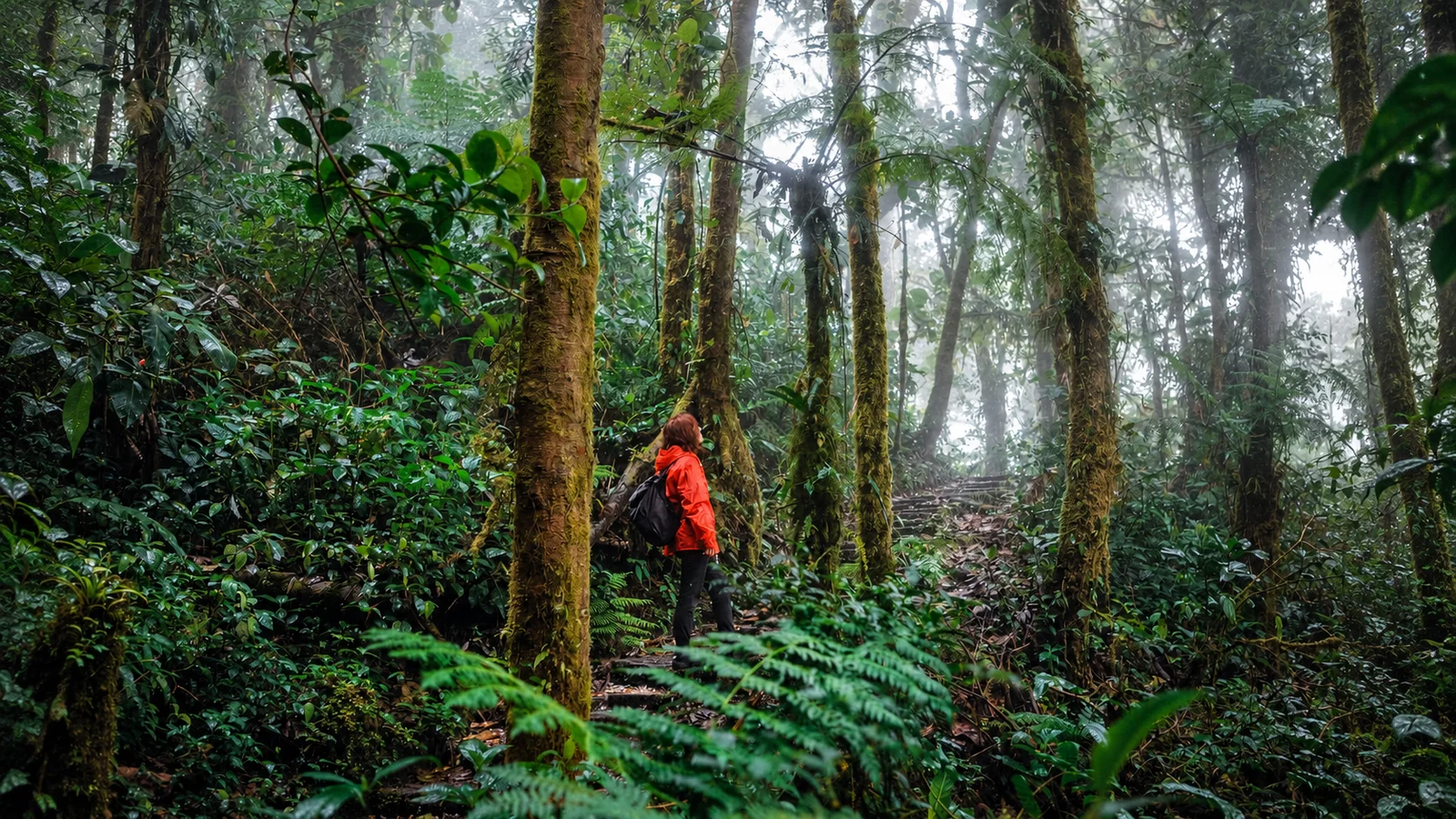 Hiker in a red jacket walks a misty forest trail lined with moss-covered trees and ferns