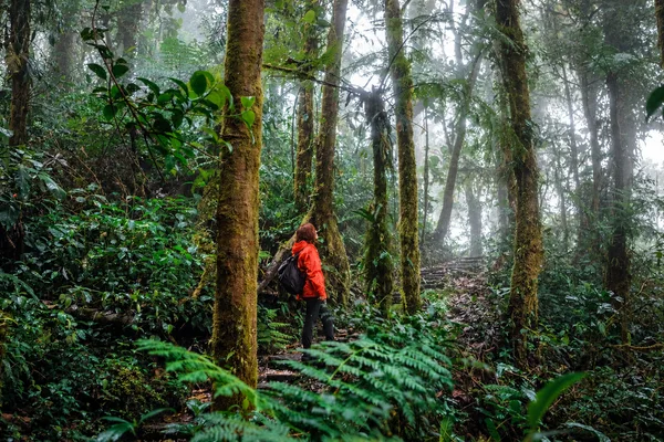 Hiker in a red jacket walks a misty forest trail lined with moss-covered trees and ferns