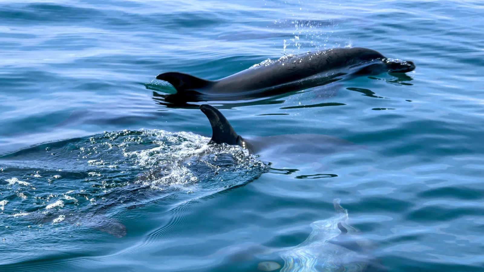 Excursió en vaixell per veure dofins des de Manzanillo