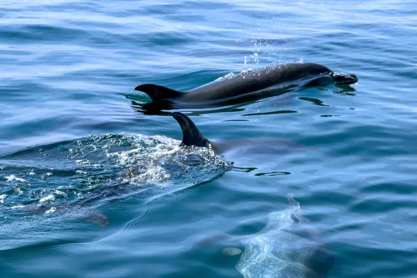 Tour en bote para ver delfines desde Manzanillo