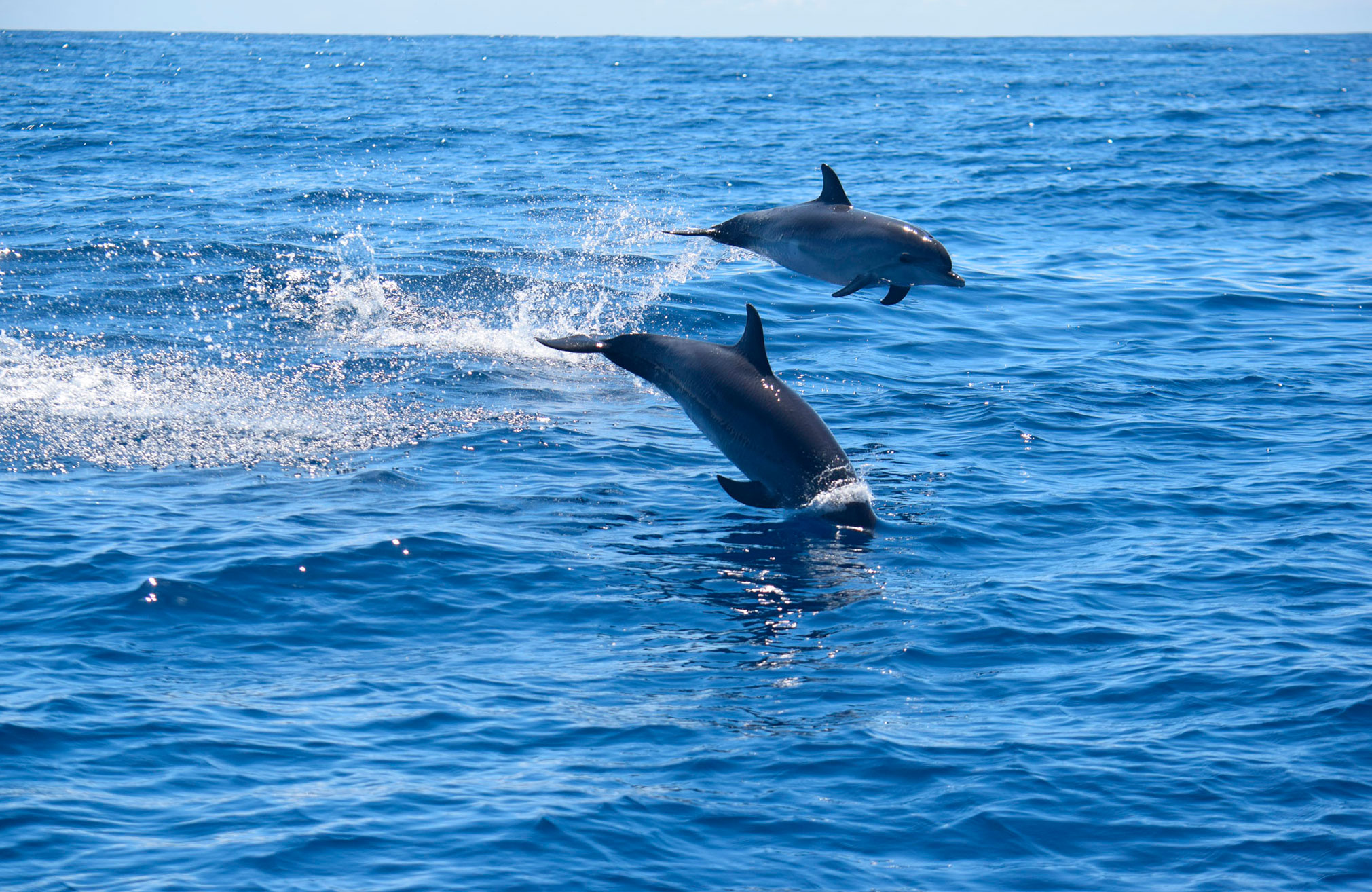 Excursió en vaixell per veure dofins des de Manzanillo