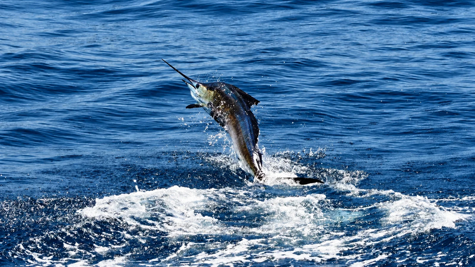 Charter de pesca deportiva desde Manzanillo - Día completo