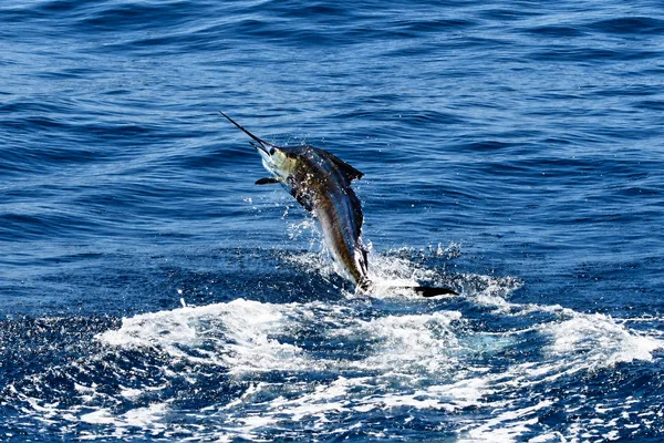 Charter de pesca deportiva desde Manzanillo - Día completo