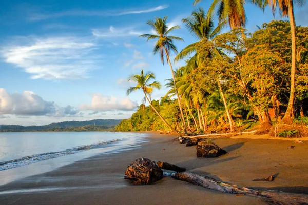 Palm trees lean over a quiet sandy beach with driftwood, calm sea and hills in the distance