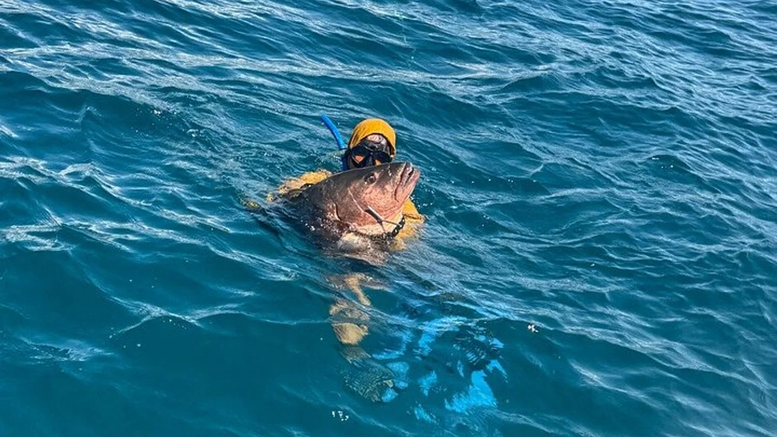 Mig dia de pesca submarina privada en esculls a Manuel Antonio