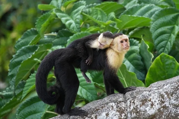 Tour de monos en el manglar