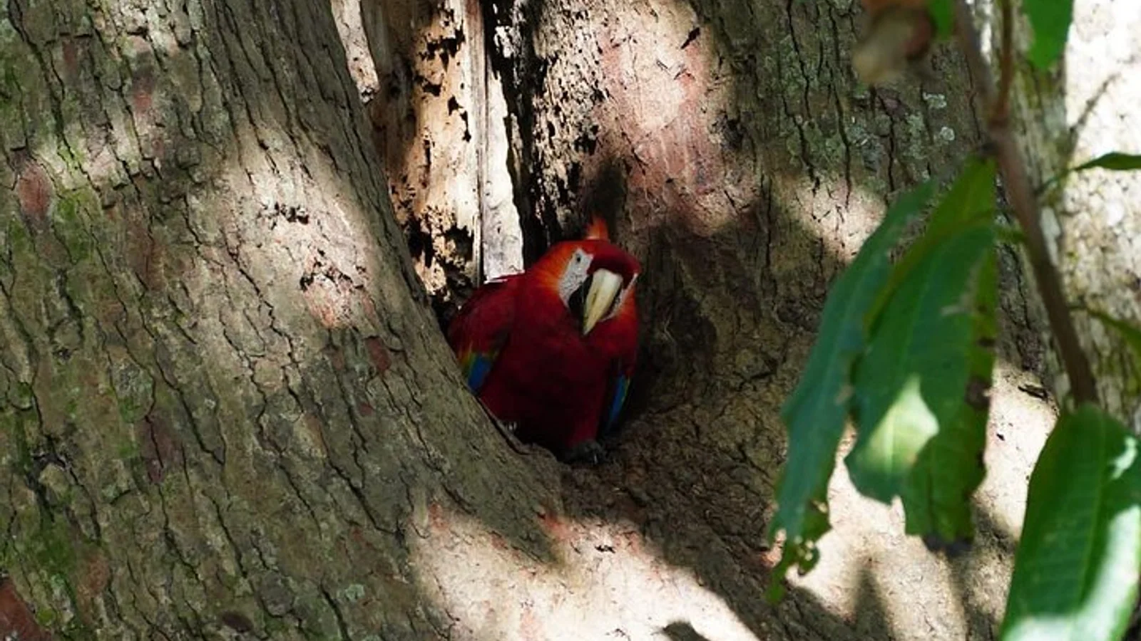 Visita guiada al Parc Nacional de Carara (entrada inclosa)