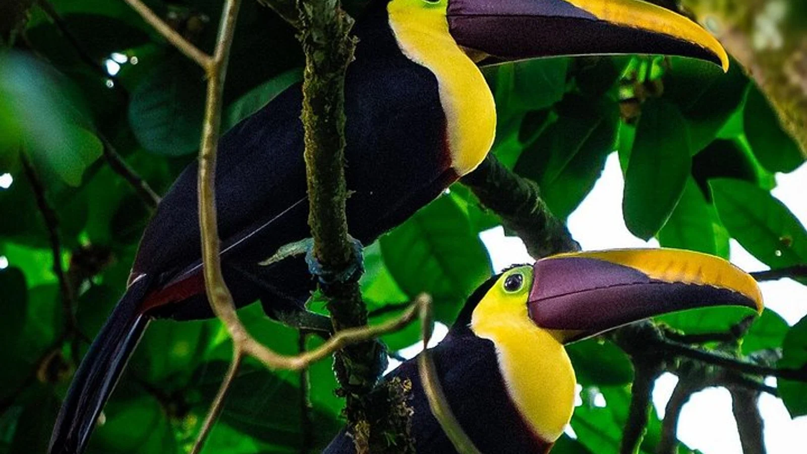 Aventura d'un dia complet al parc nacional de Corcovado des de Drake Bay