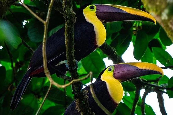 Aventura de día completo en el Parque Nacional Corcovado desde Drake Bay