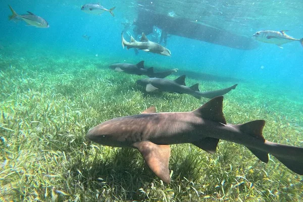 Snorkel en la Reserva Marina Hol Chan y Shark Ray Alley
