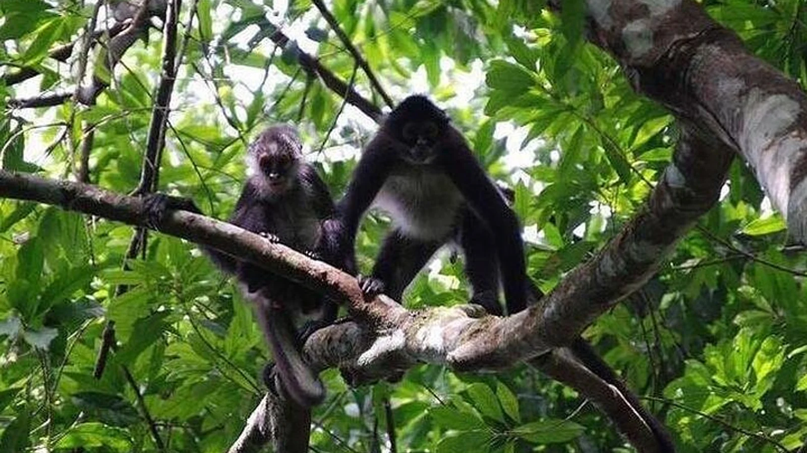 Monkey River Jungle Wildlife Encounters and Manatee Watch