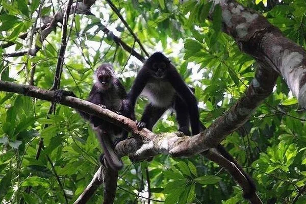 Encuentros con la vida silvestre en la selva de Monkey River y observación de manatíes