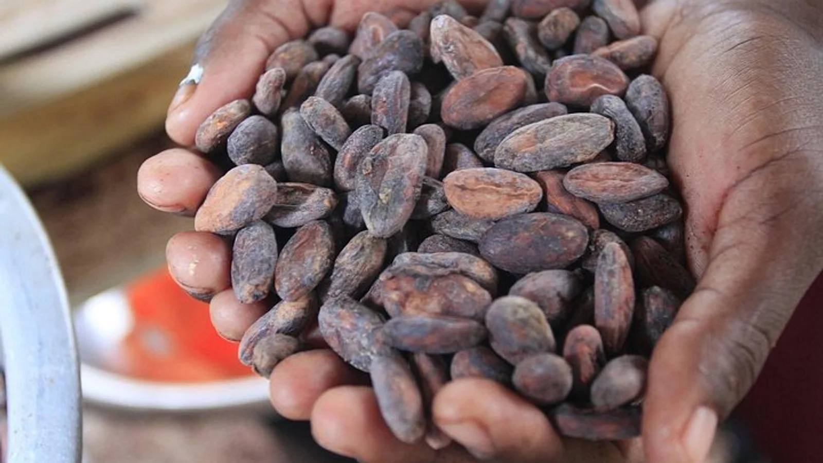 Mayan Chocolate Making & Waterfall Swimming From Placencia
