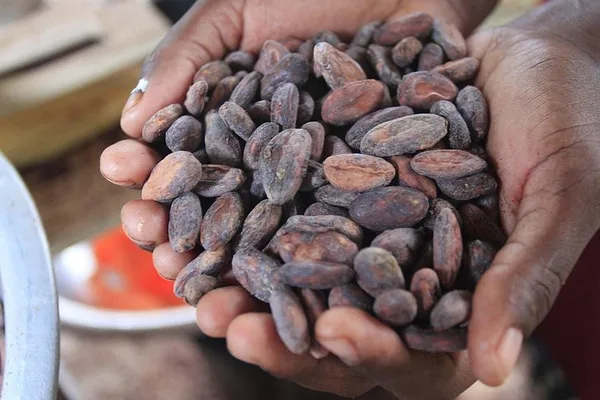 Elaboración de chocolate maya y baño en cascada desde Placencia