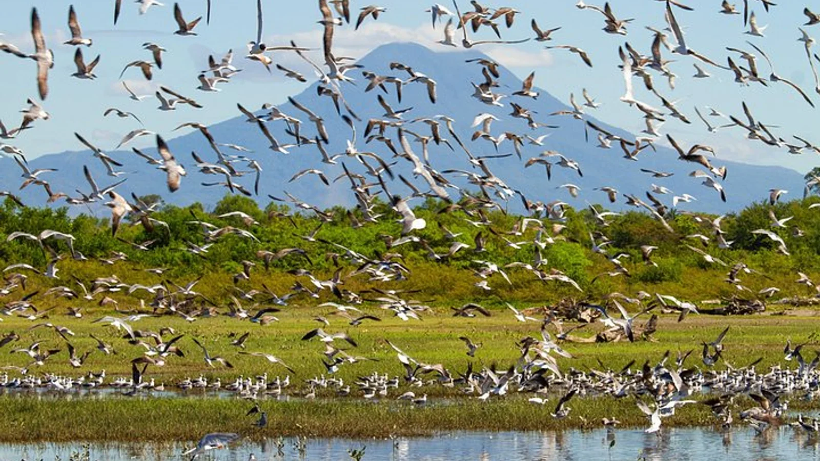 Birdwatching Tours in El Salvador with Expert Biologist Guide