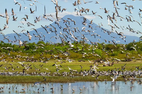 Tours de observación de aves en El Salvador con guía biólogo experto